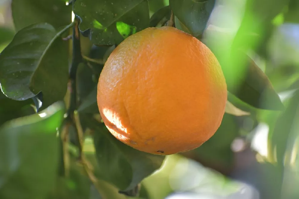 Lane Late Navel Orange