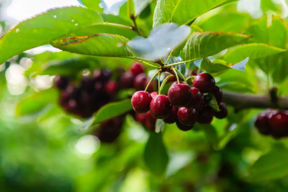 Lapins Cherry Tree