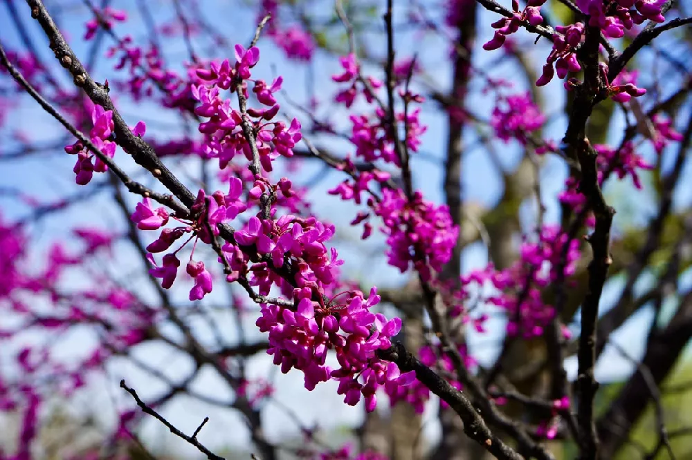 Lavender Twist Weeping Redbud Tree 2