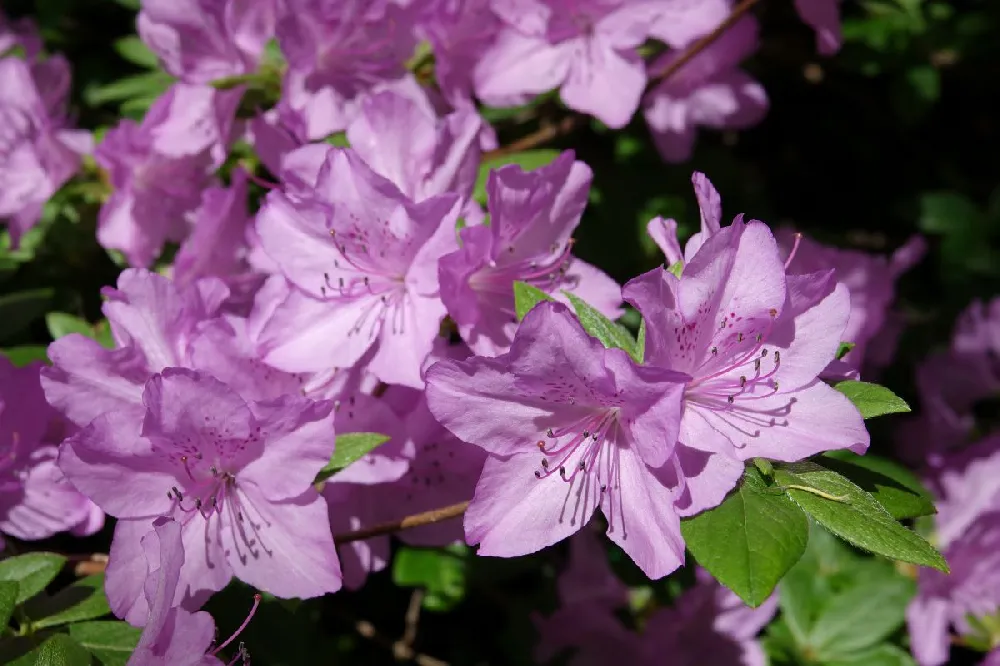 Lavender Rhododendron Shrub