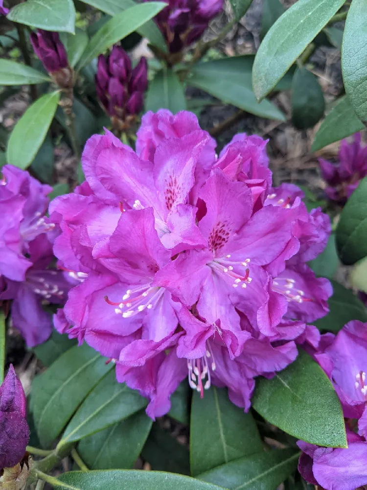 Lavender Rhododendron Shrub