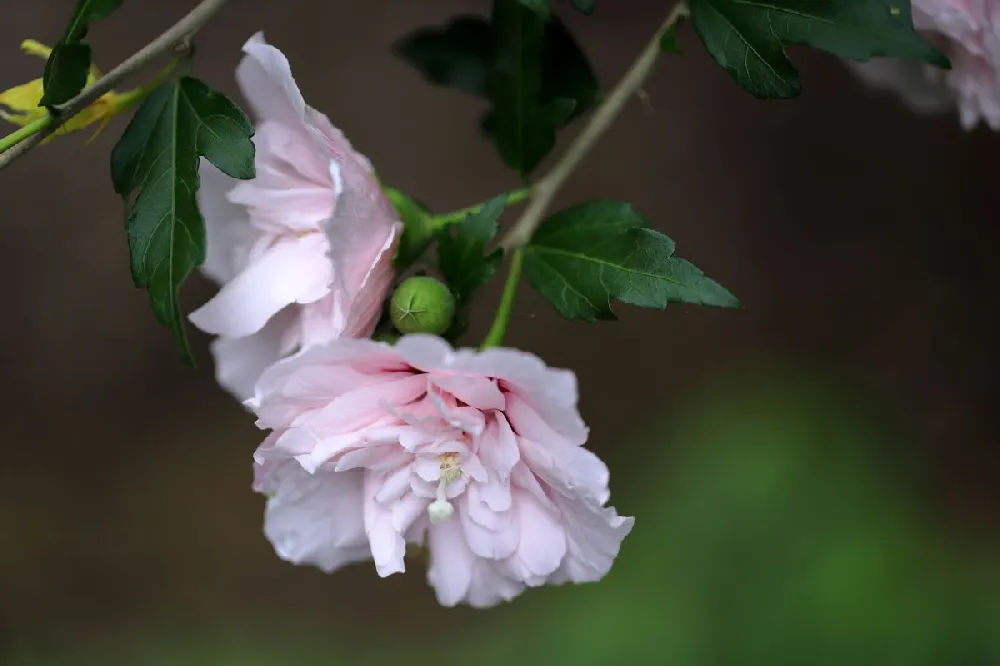 Lavender Rose of Sharon Althea Tree