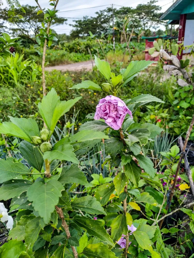 Lavender Rose of Sharon Althea Tree