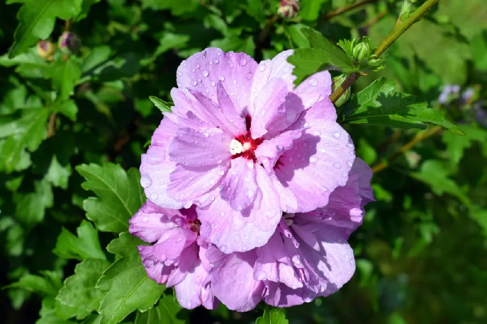 Lavender Rose of Sharon Althea Tree