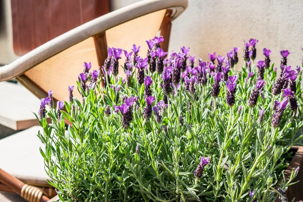 Lavender Standard Topiary Tree