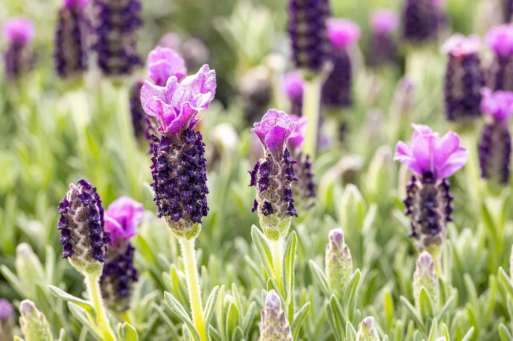 Lavender Standard Topiary Tree