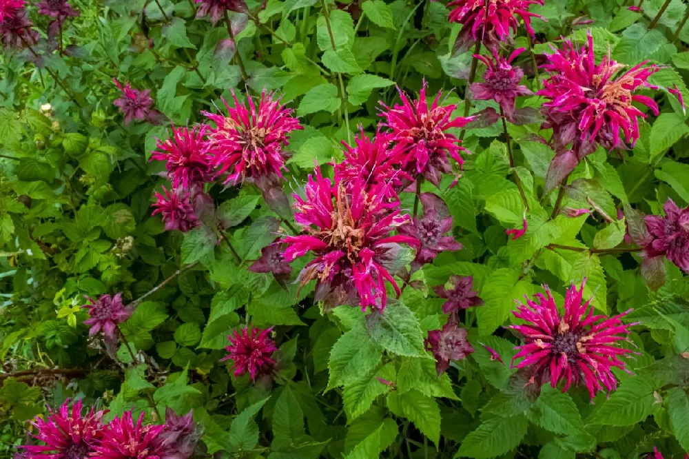 ‘Leading Lady Razzberry’ Bee Balm