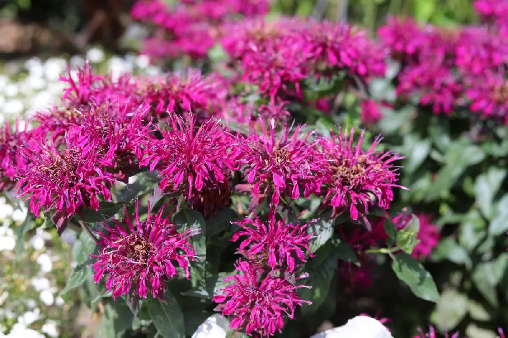 ‘Leading Lady Razzberry’ Bee Balm