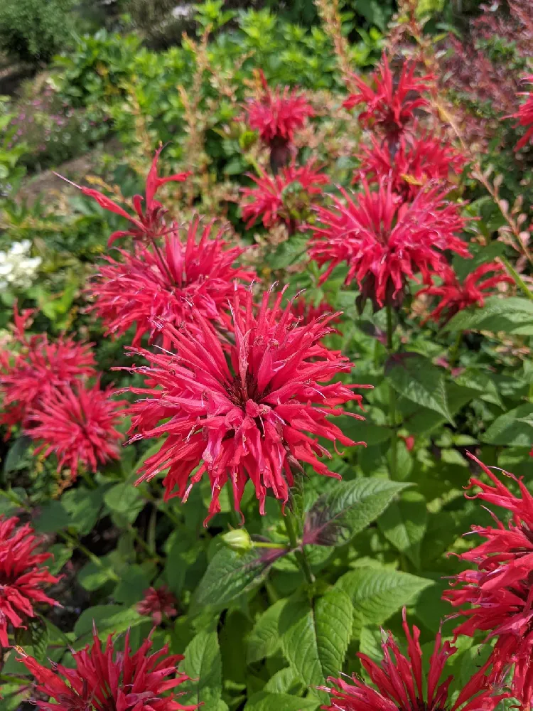 ‘Leading Lady Razzberry’ Bee Balm