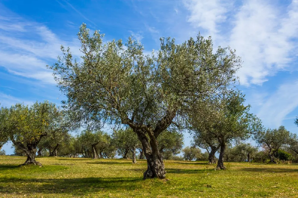 Lecciana Olive Tree