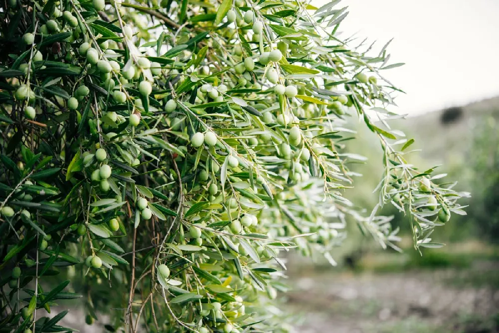 Lecciana Olive Tree