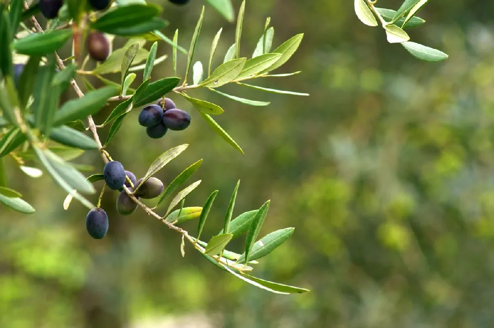 Leccino Olive Tree