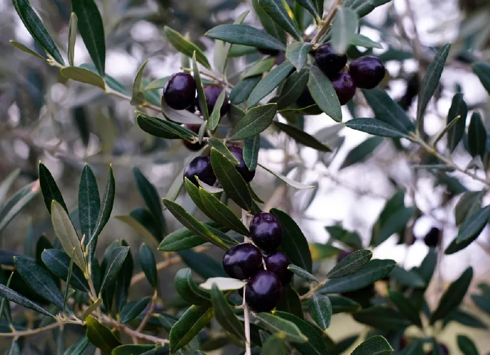 Leccino Olive Tree