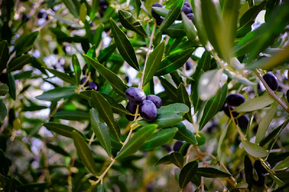 Leccino Olive Tree