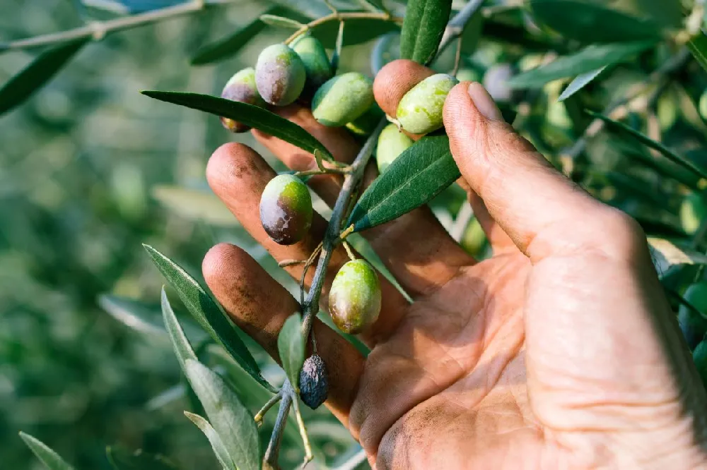 Leccino Olive Tree