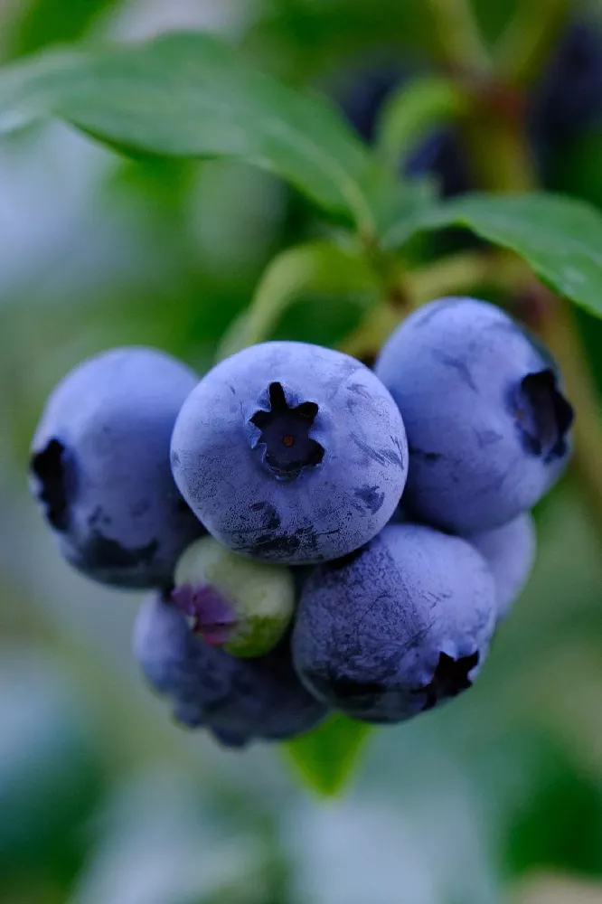 Legacy Blueberry Bush