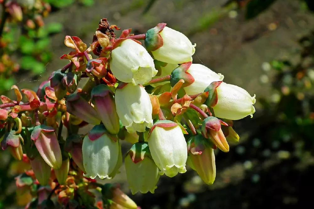 Legacy Blueberry Bush flower