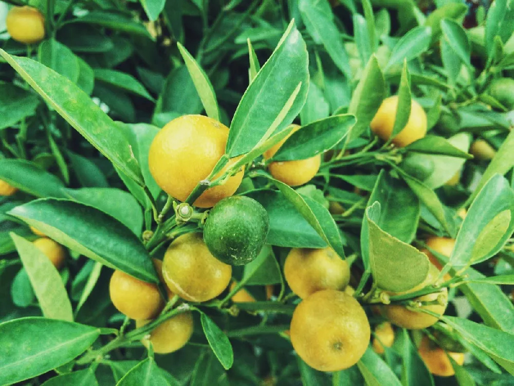 Lemon Lime Citrus Tree 2