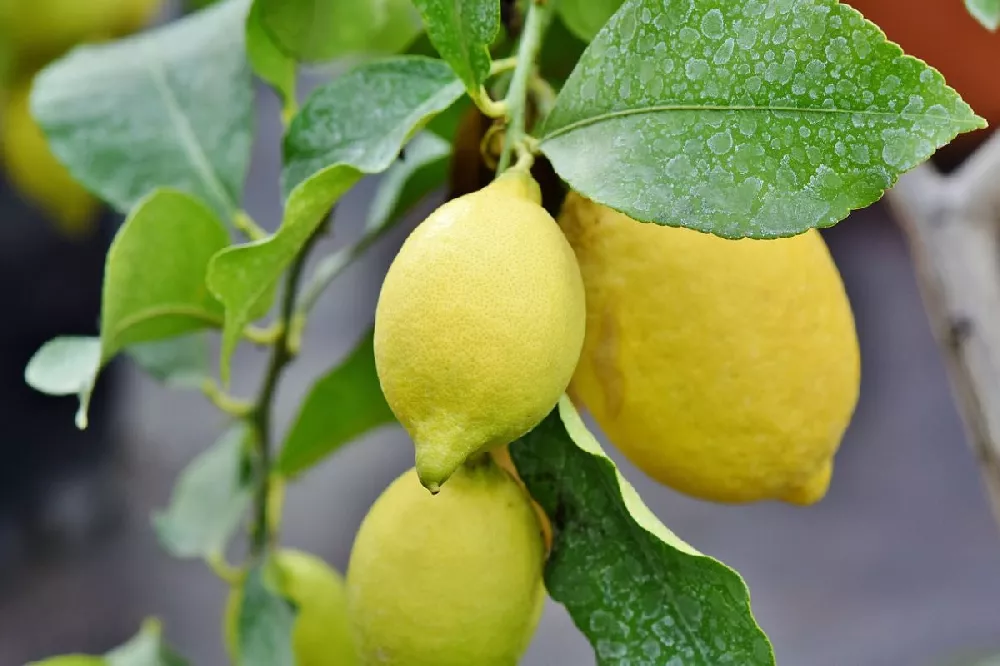 Lemon-Lime Citrus Bush