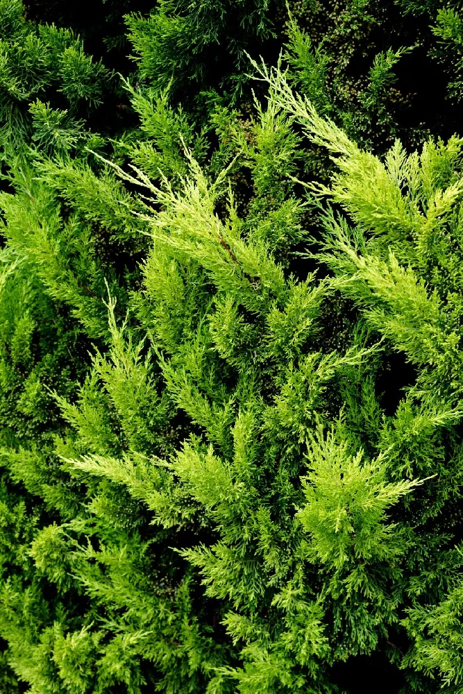 Lemon Crest Cypress Standard