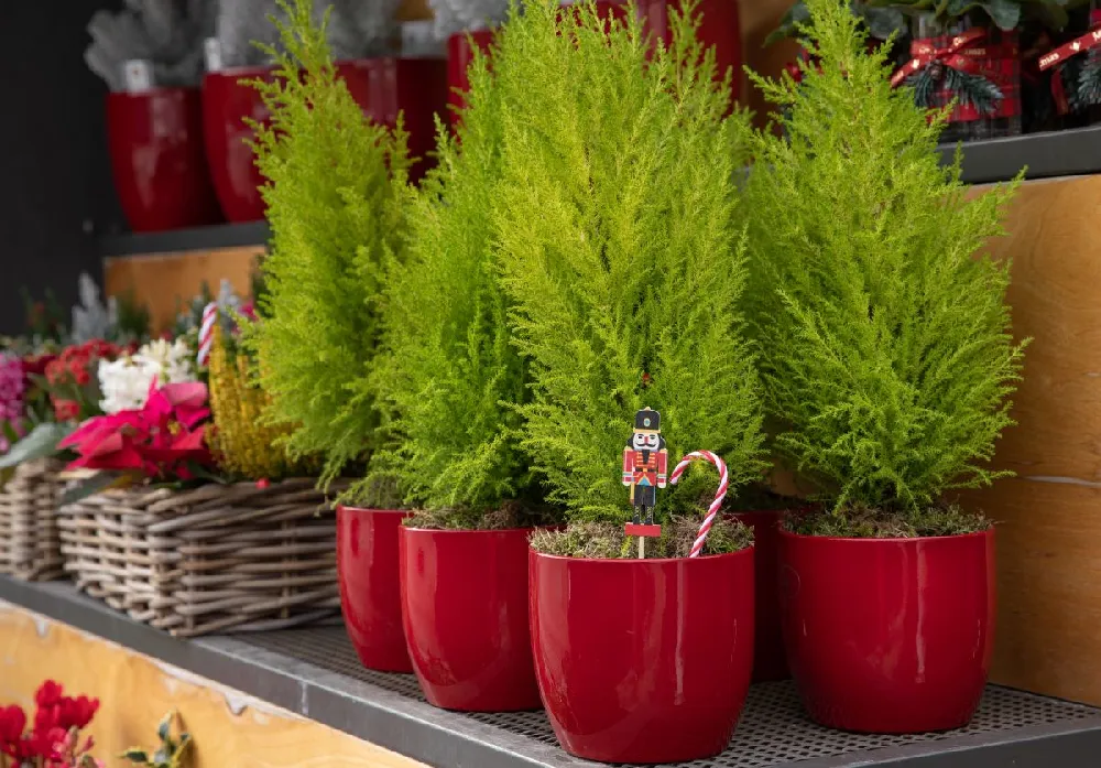 Lemon Crest Cypress Standard