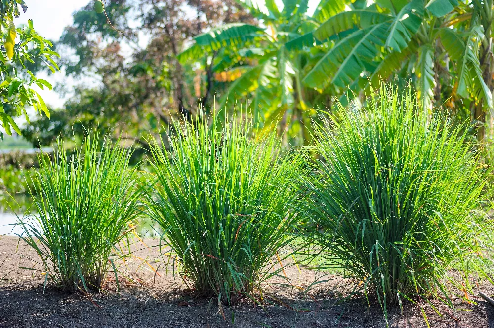 lemongrass plant care in hindi