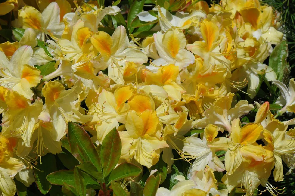 Lemon Lights Azalea Shrub