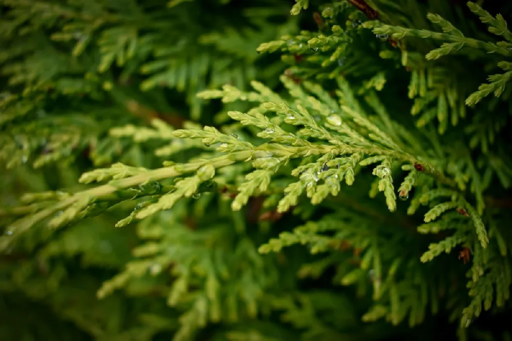 Leyland Cypress