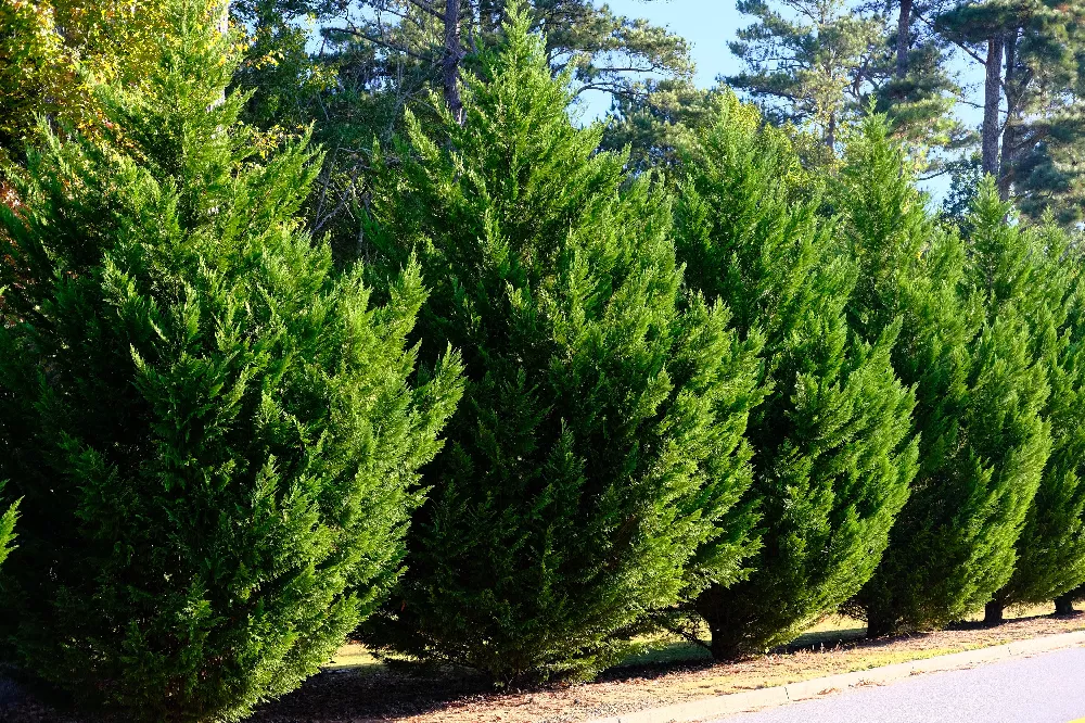 Leyland Cypress Tree