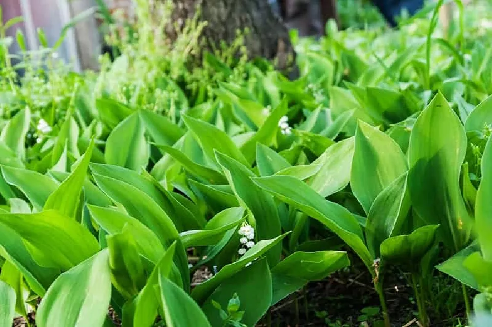 Lily field