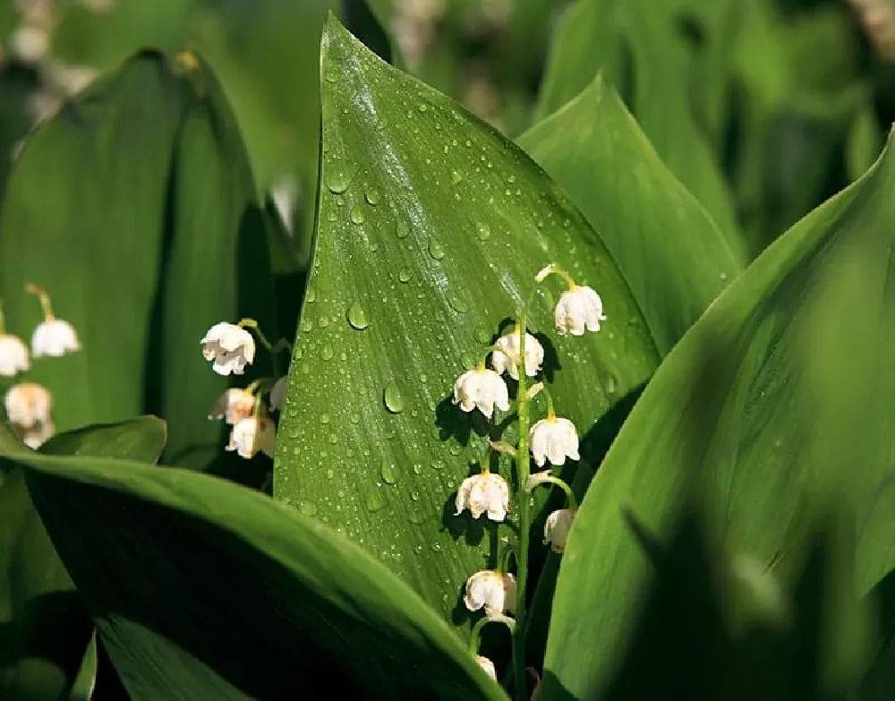 Lily Of The Valley with white flowers