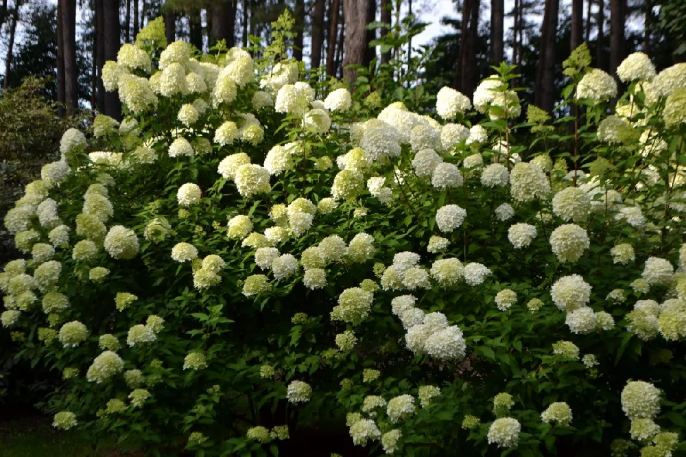 Limelight Hydrangea Shrub