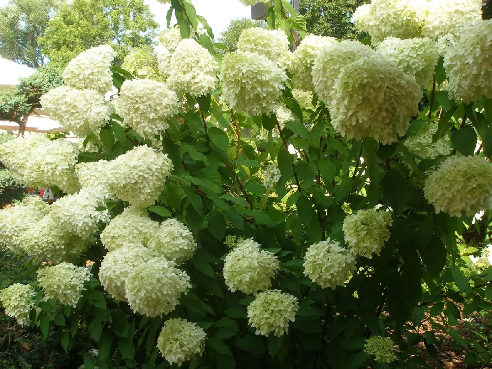 Limelight Hydrangea Shrub