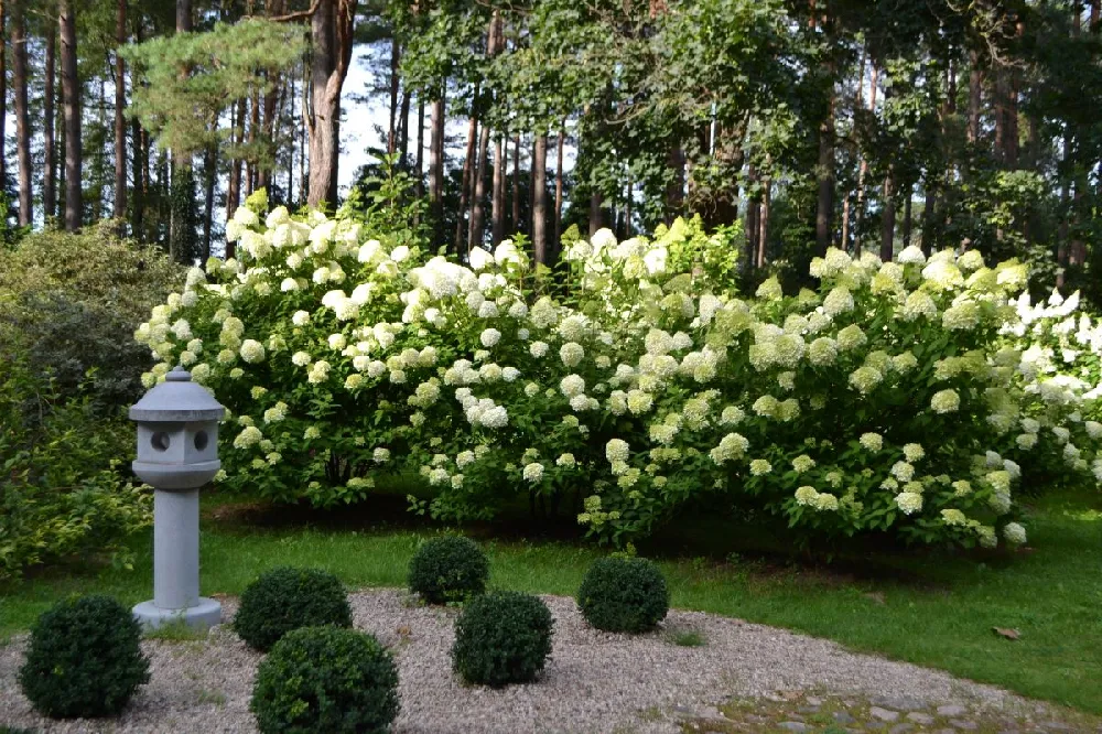 Limelight Hydrangea Shrub