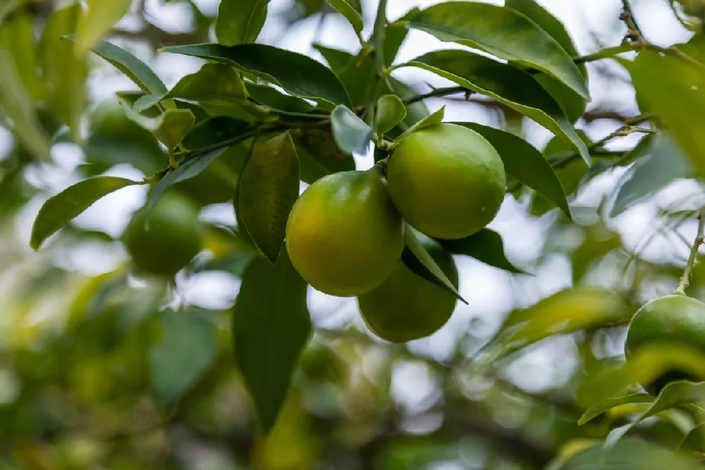 Limequat Citrus Tree