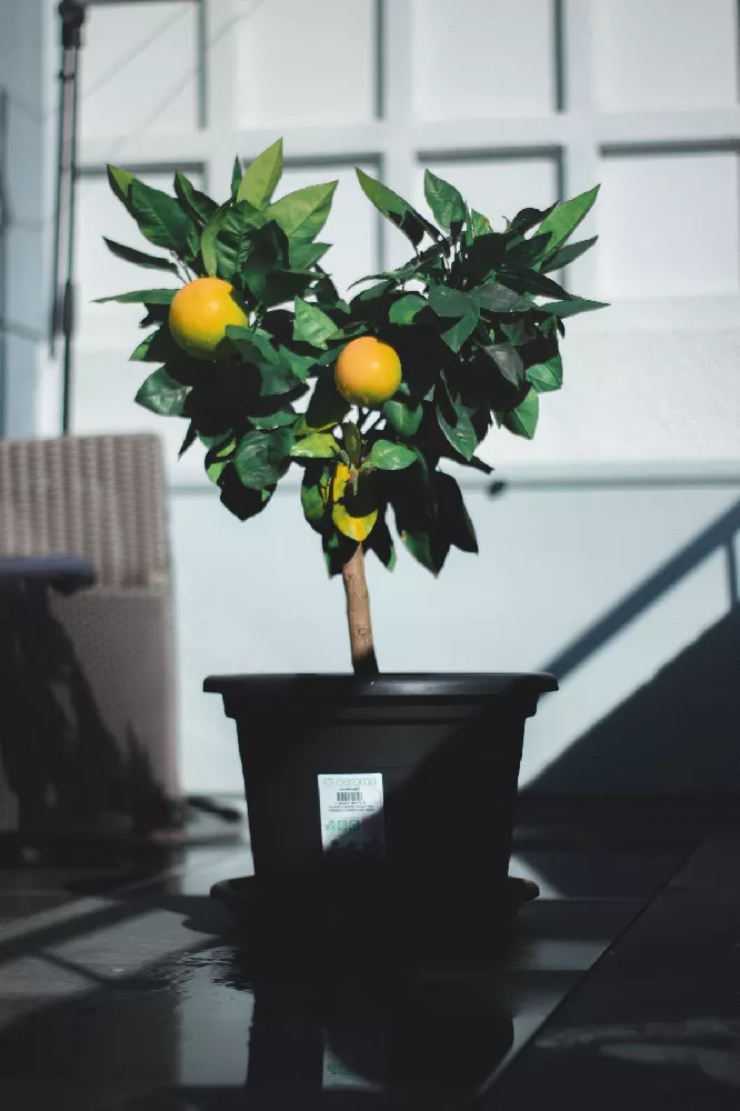 Limequat Citrus Tree