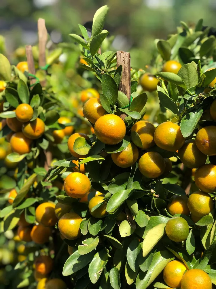 Limequat Citrus Tree