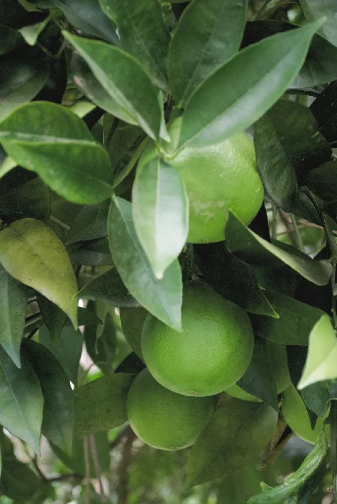 Limequat Citrus Tree