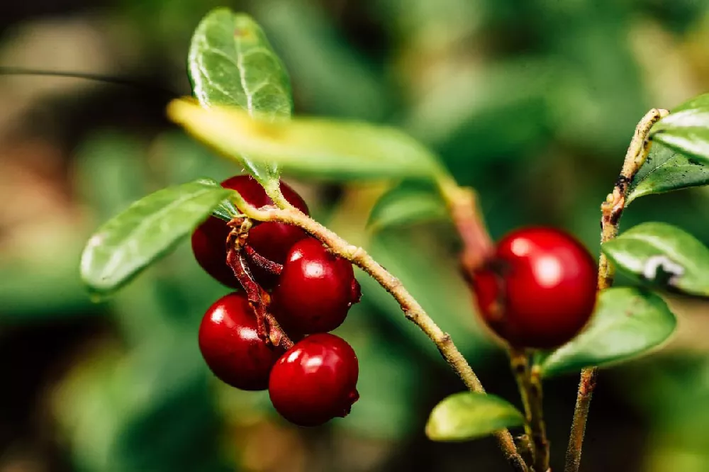 Lingonberry Plant