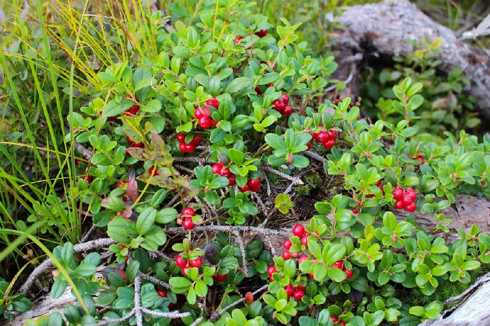 Lingonberry Plant 2