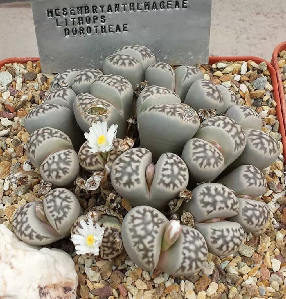 Lithops Dorothea