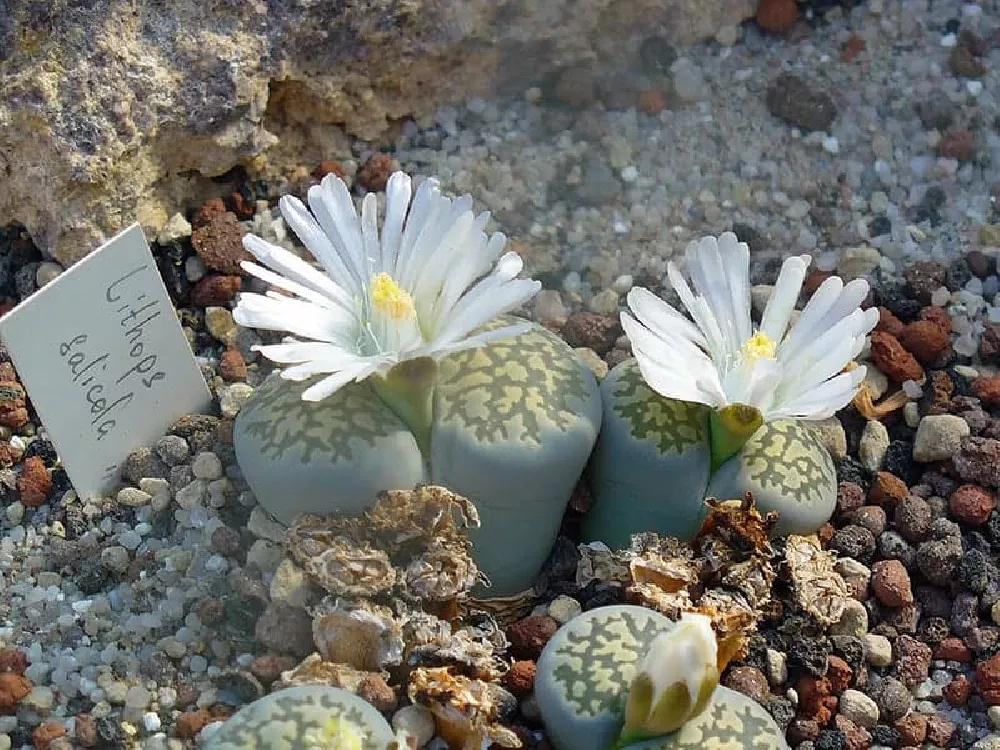 Lithops with white flowers