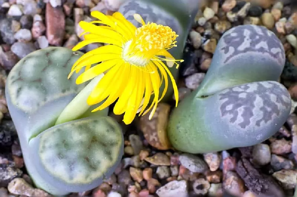 Lithops with yellow flowers