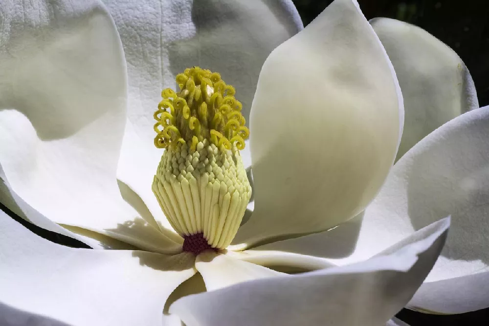 Little Gem Magnolia close up