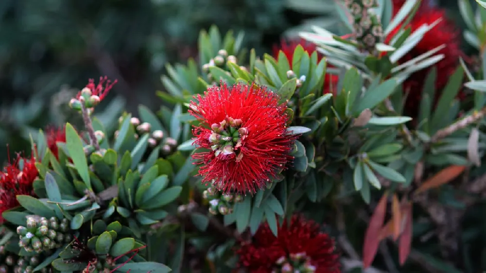 Little John Dwarf Bottlebrush