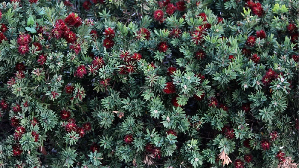 Bottlebrush bushes