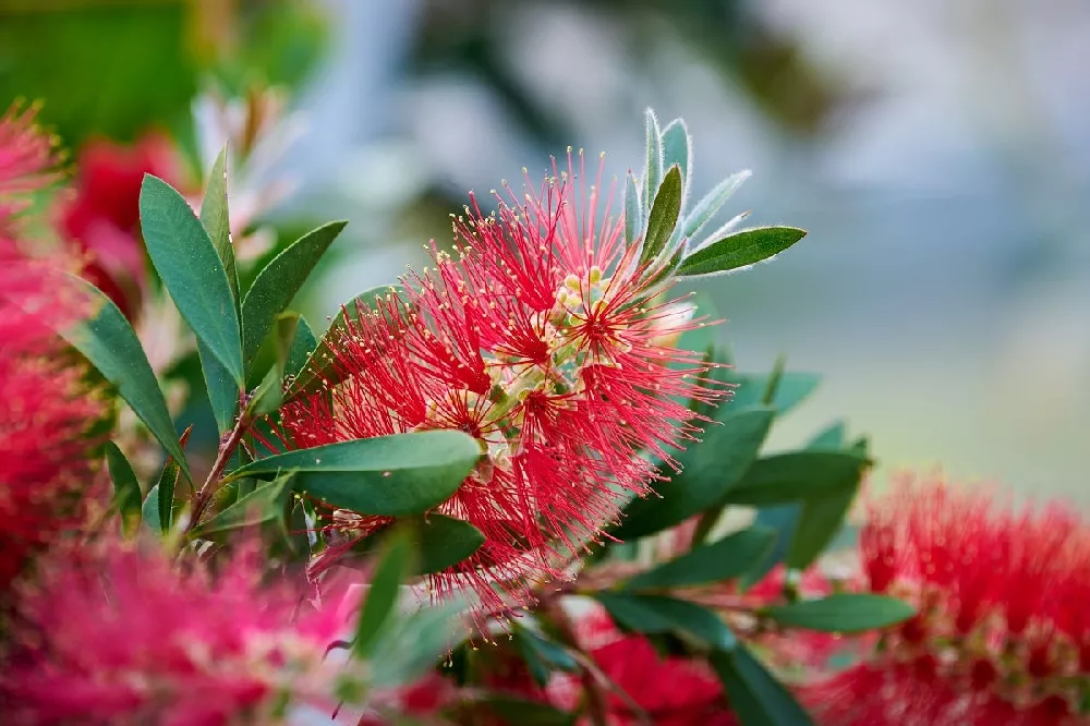 Bottlebrush Trees