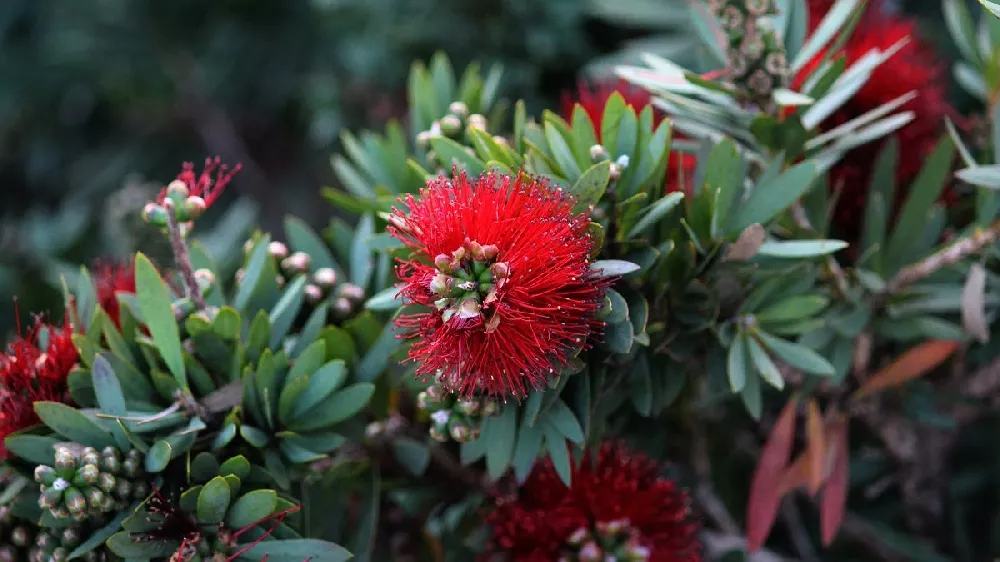 Bottlebrush Trees