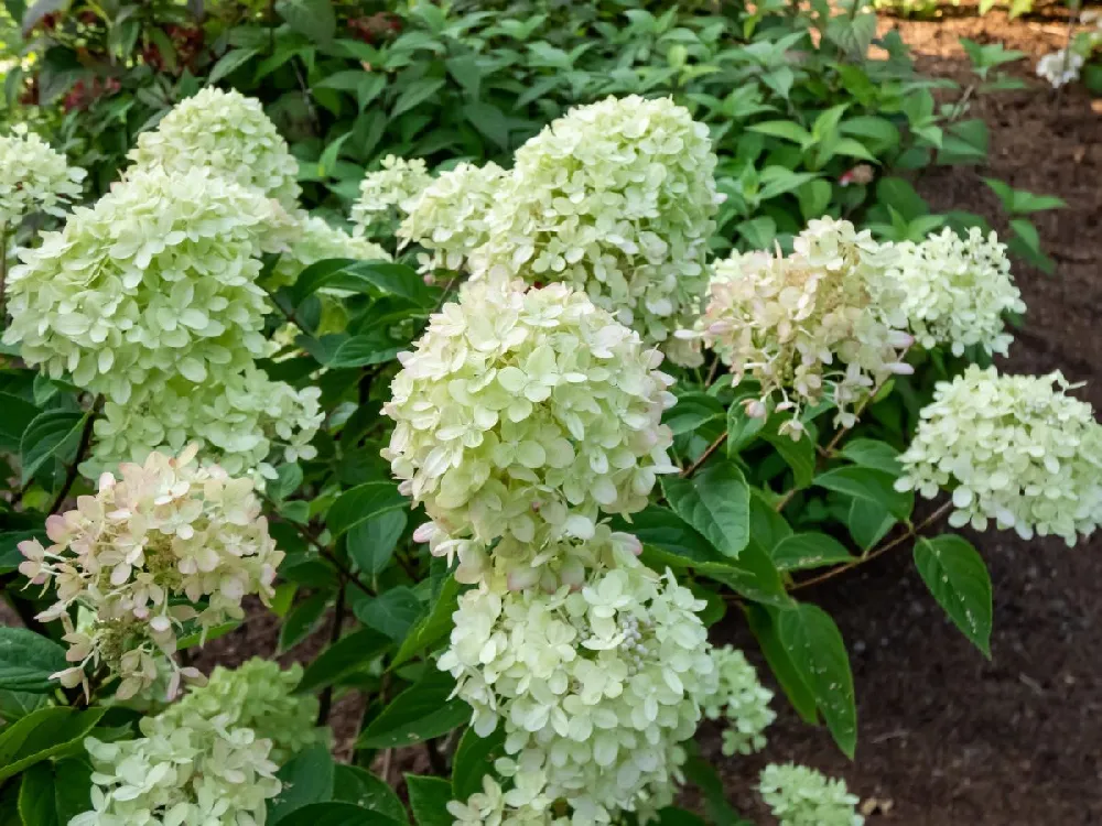 Little Lime® Hydrangea Shrub