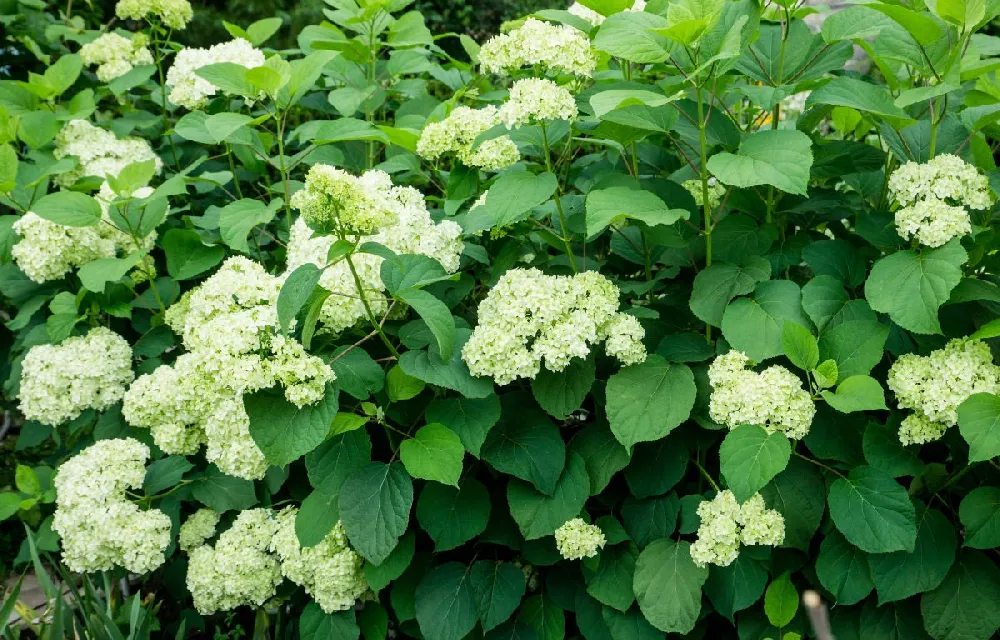 Little Lime® Hydrangea Shrub